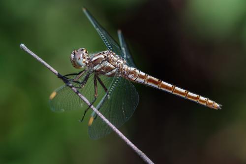 Réf. 305 510 : Orthetrum brunneum